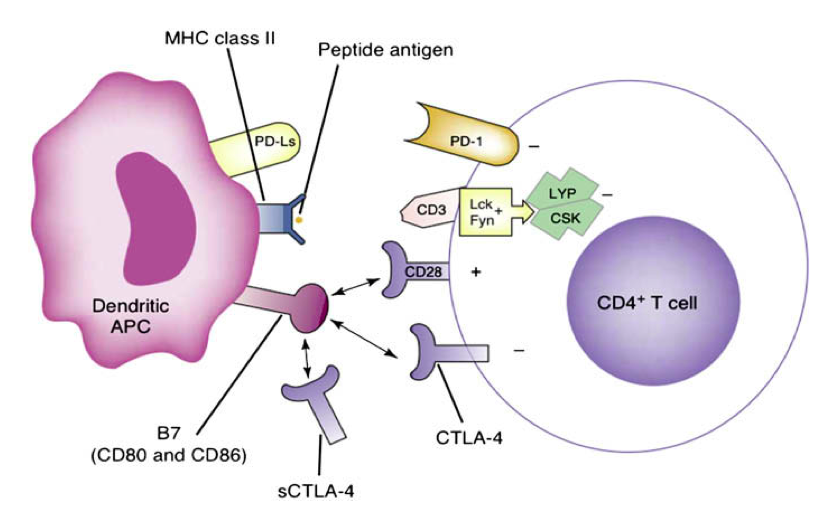 genes susceptibles a la diabetes tipo 1 genes susceptibles a la diabetes tipo 1